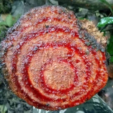 黑血藤，新鲜货，。。