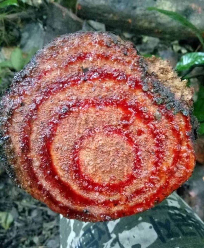 黑血藤，新鲜货，。。