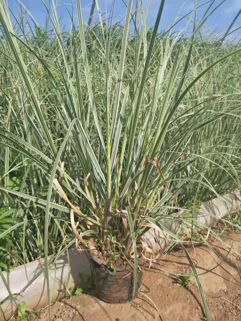 花叶蒲苇杯苗，地栽花叶蒲苇，16-18营养杯苗