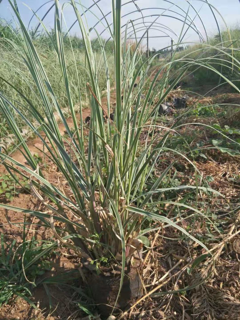 花叶蒲苇杯苗，地栽花叶蒲苇，16-18营养杯苗