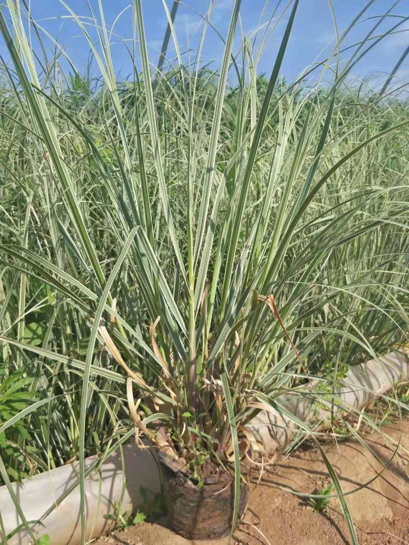 花叶蒲苇杯苗，地栽花叶蒲苇，16-18营养杯苗