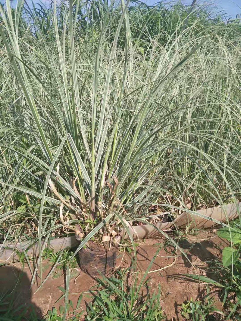 花叶蒲苇杯苗，地栽花叶蒲苇，16-18营养杯苗