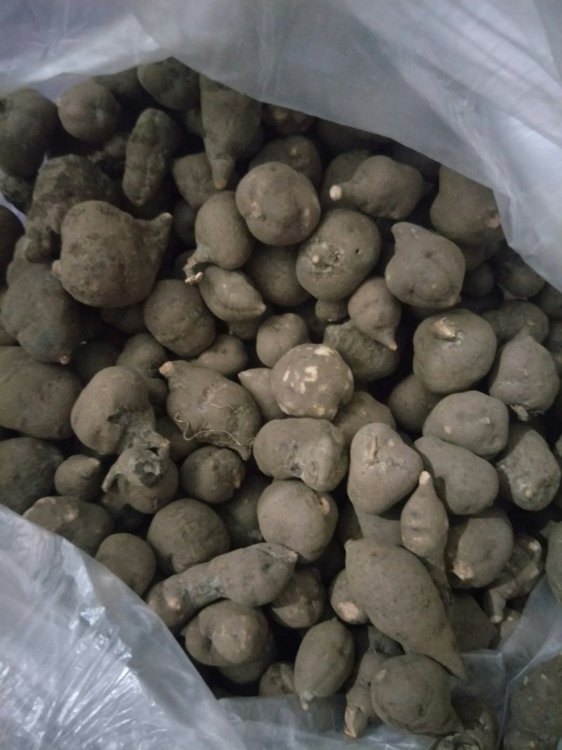 三叶青干货免费打粉送瓶子及勺子半斤起发货