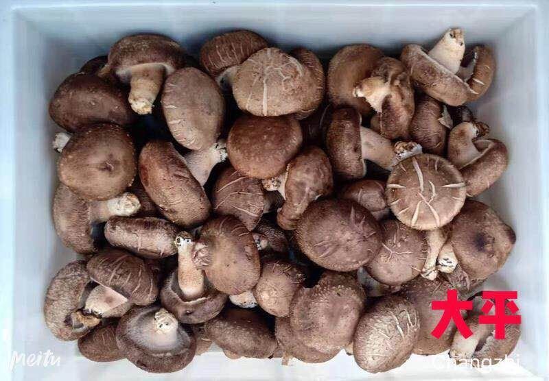 大平香菇