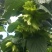 榛子，大榛子，新鲜的大榛子，自然成熟手扒果。