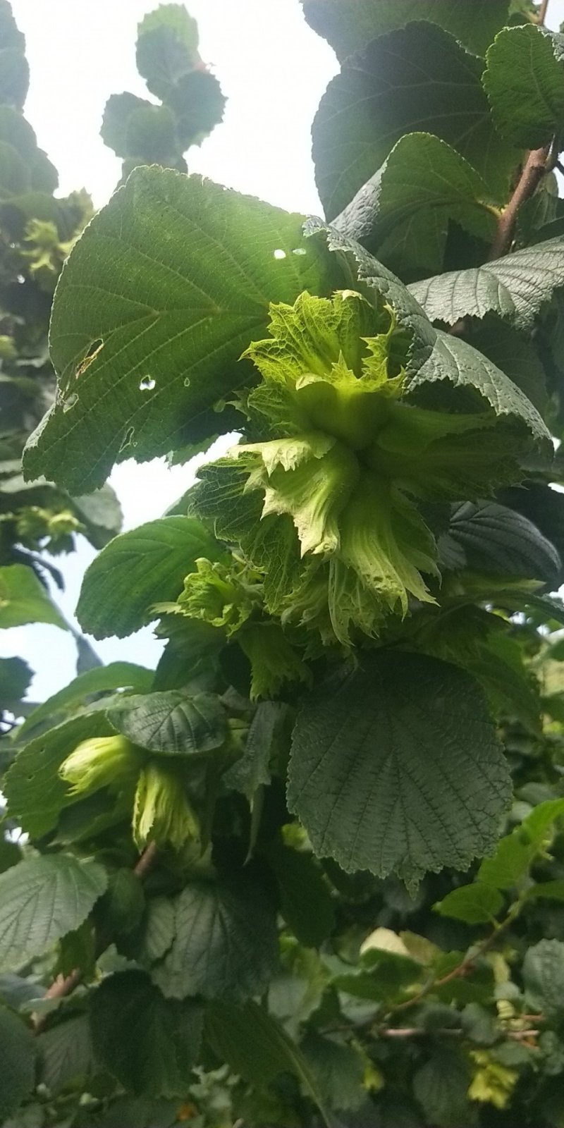 榛子，大榛子，新鲜的大榛子，自然成熟手扒果。