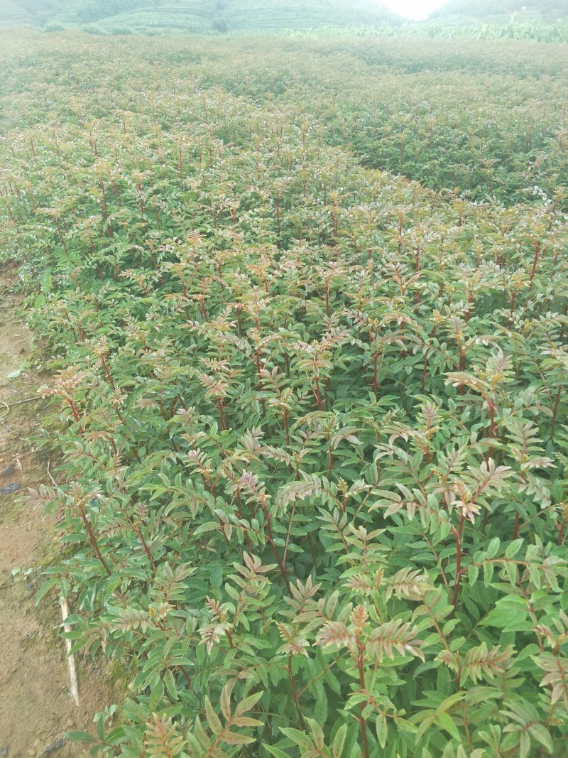 红花椒苗大红袍花椒苗贡椒苗雪域椒品种保证量大从