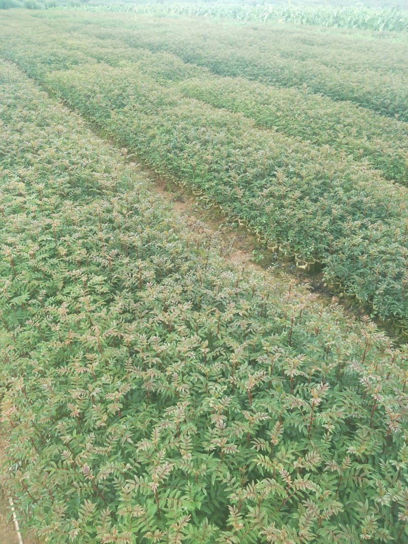 红花椒苗大红袍花椒苗贡椒苗雪域椒品种保证量大从