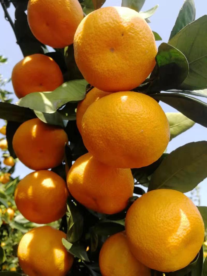 【热卖】高山蜜橘产地现摘专业对接市场，电商，商超等
