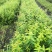 山茄子蓝锭果苗