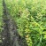 山茄子蓝锭果苗
