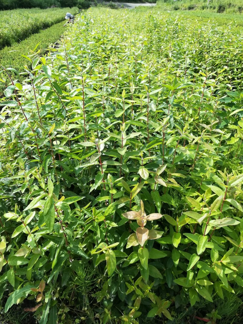 山茄子蓝锭果苗