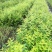山茄子蓝锭果苗