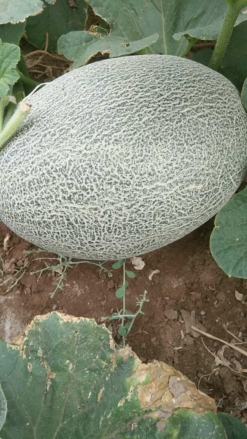 新疆吐鲁番西州密17号瓜开始接受预订，九月十号后陆续上市