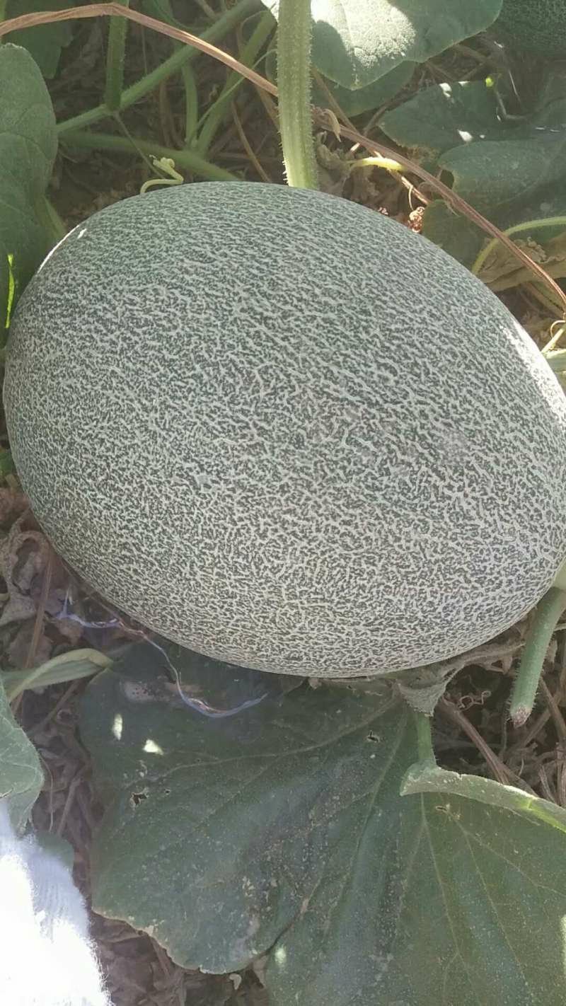 新疆吐鲁番西州密17号瓜开始接受预订，九月十号后陆续上市