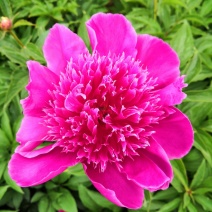 芍药苗基地一手货源，基地直销量大从优