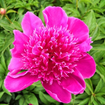 芍药苗基地一手货源，基地直销量大从优