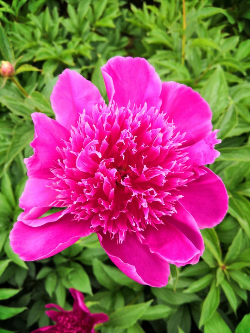 芍药苗基地一手货源，基地直销量大从优