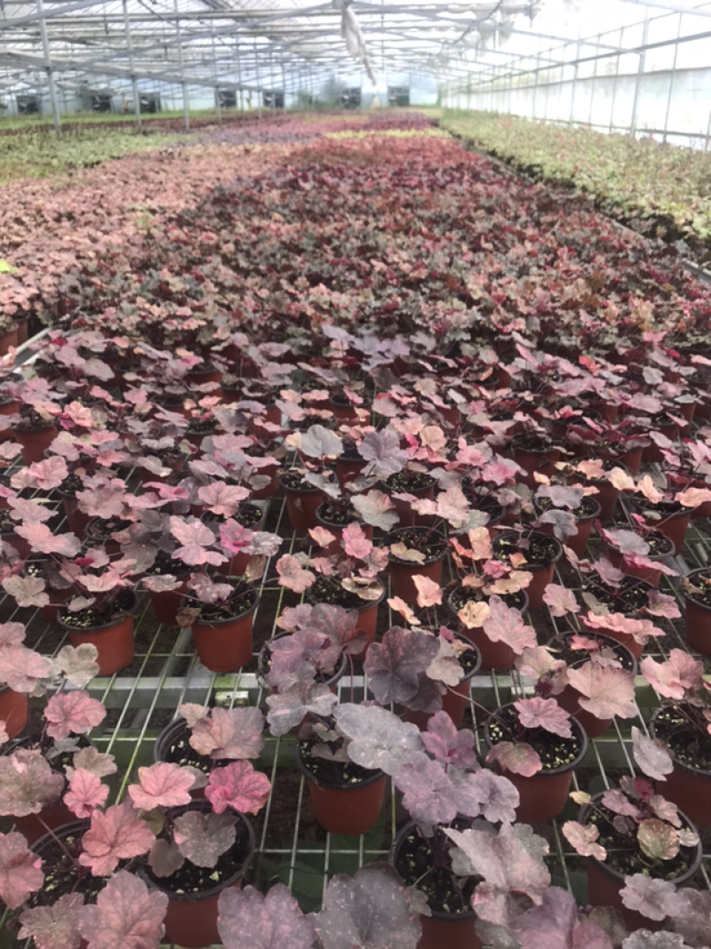 矾根包邮长绿植物耐零下三十摄氏度基地直销提供发票