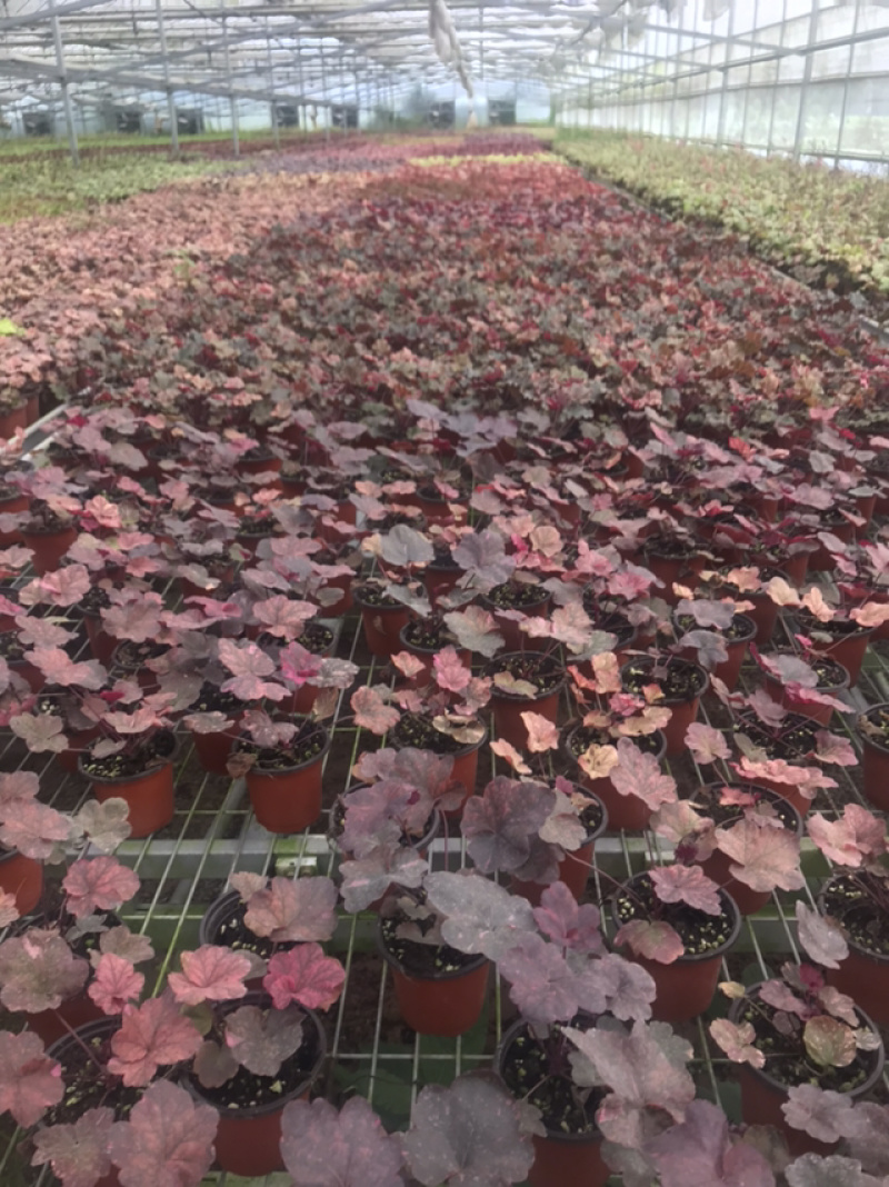 矾根包邮长绿植物耐零下三十摄氏度基地直销提供发票