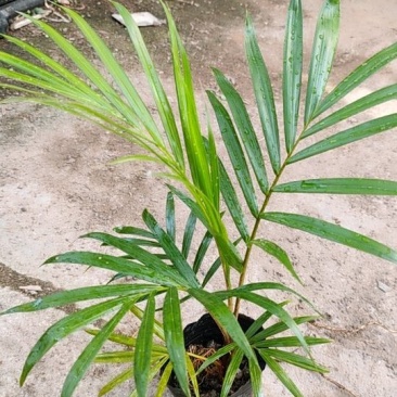 红茎(红领)椰子苗棕榈科庭院园林绿化耐寒园景树
