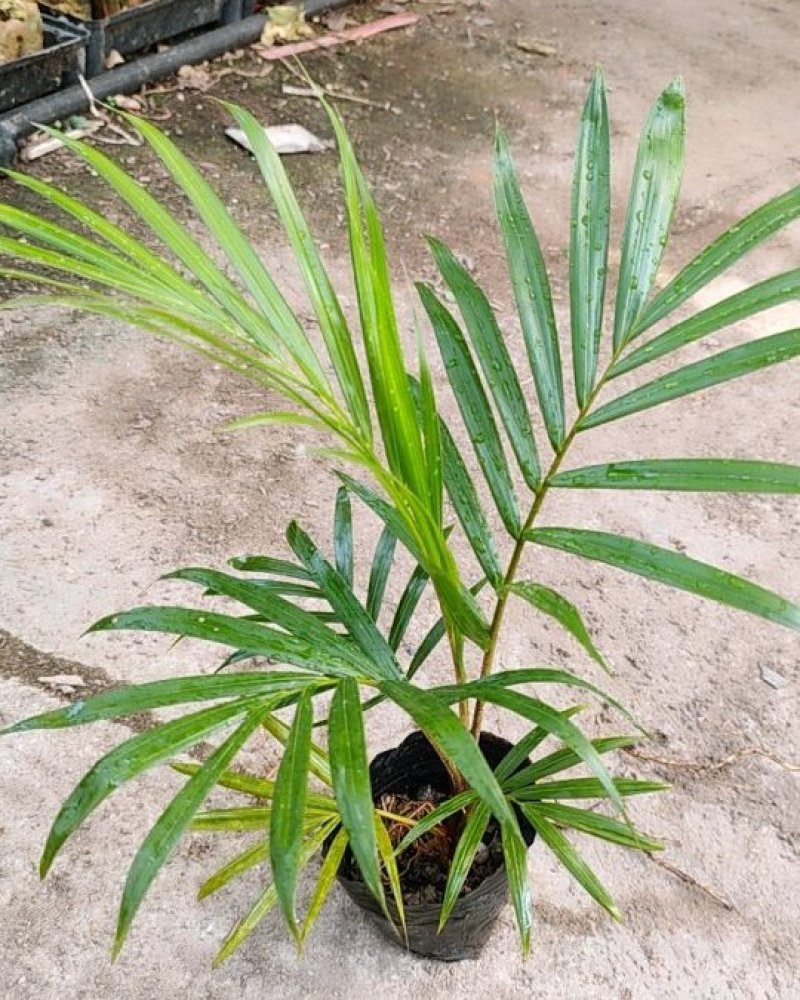 红茎(红领)椰子苗棕榈科庭院园林绿化耐寒园景树