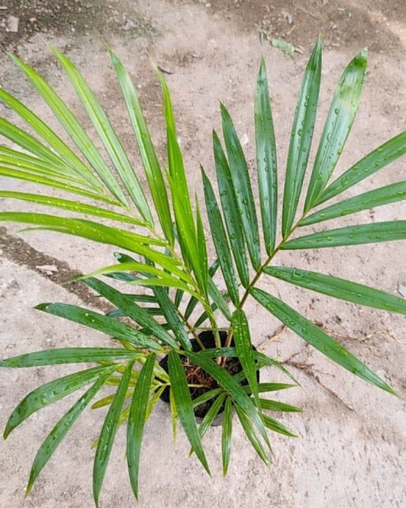 红茎(红领)椰子苗棕榈科庭院园林绿化耐寒园景树