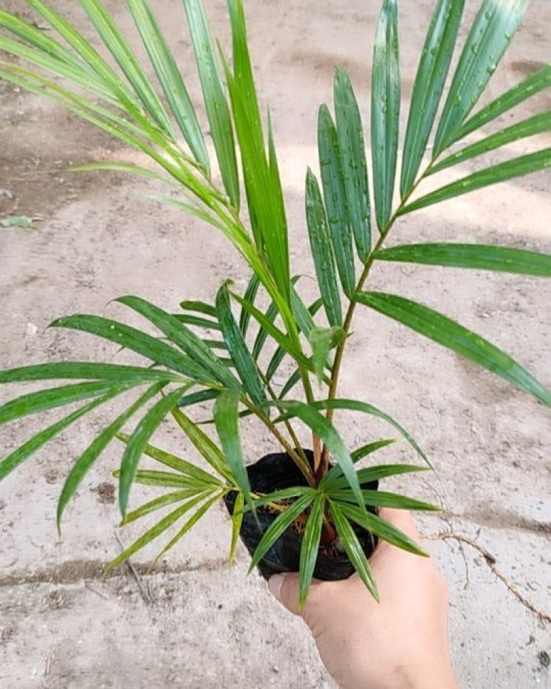 红茎(红领)椰子苗棕榈科庭院园林绿化耐寒园景树