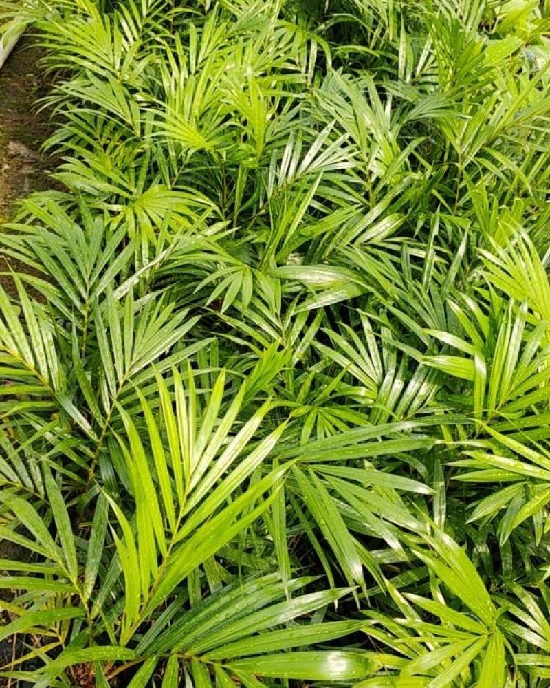 红茎(红领)椰子苗棕榈科庭院园林绿化耐寒园景树