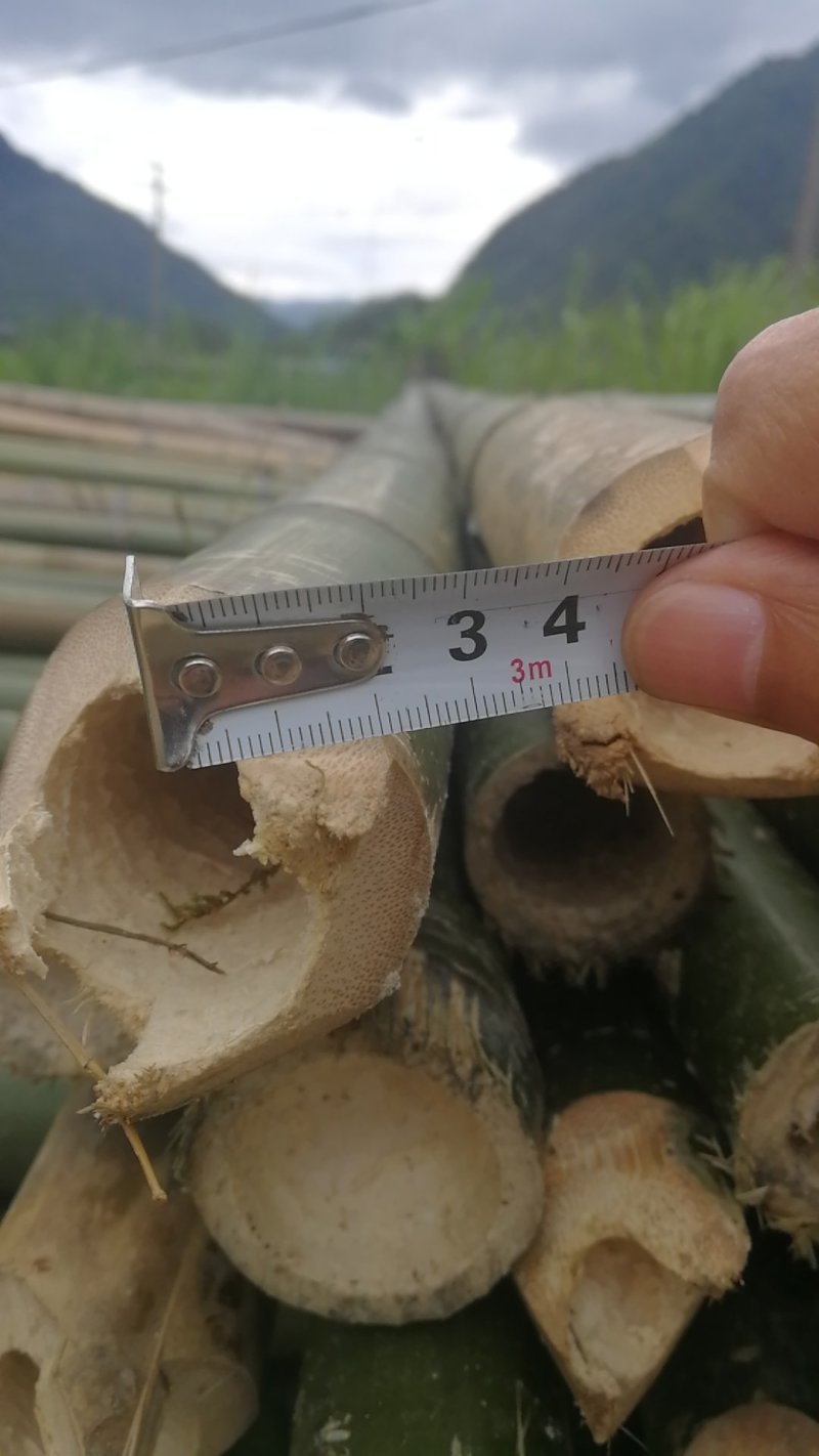 黄竹