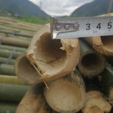黄竹