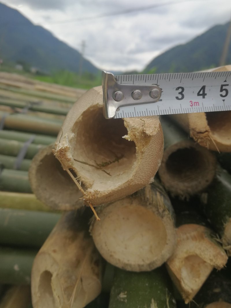 黄竹