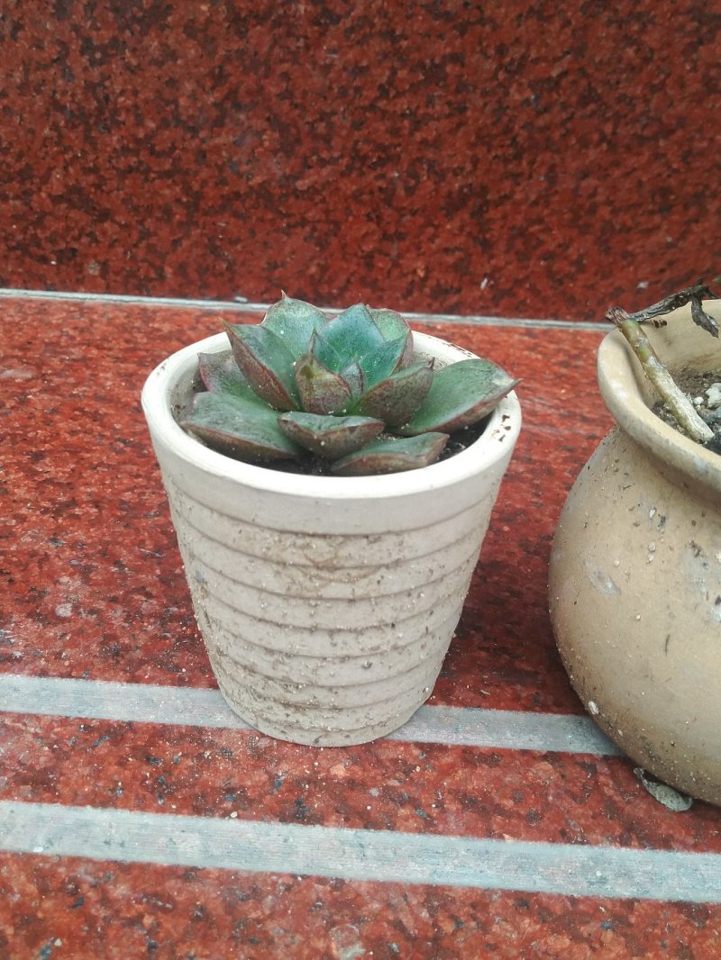 多肉素陶花盆