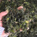 东北特产荠菜干菜～口感清香包馅料用