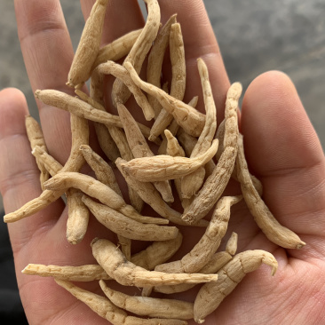 产地直销太子参，孩儿参，各种规格太子参投料
