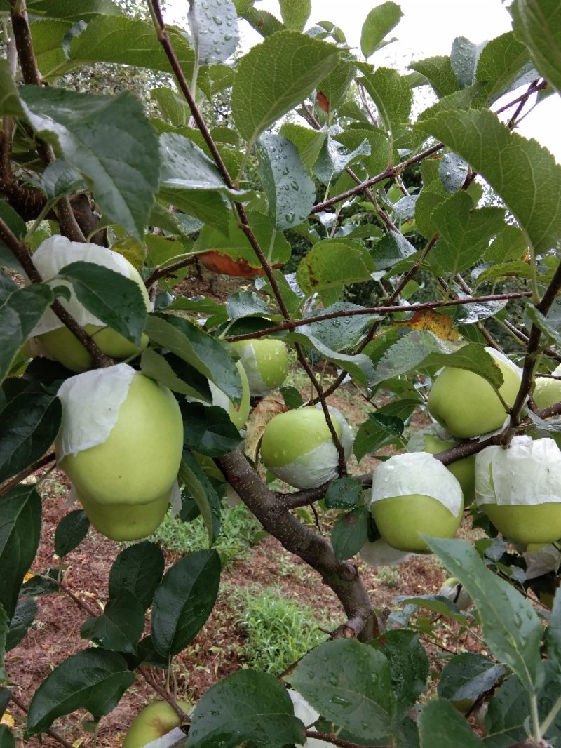 汉源青苹果自产自销欢迎选购