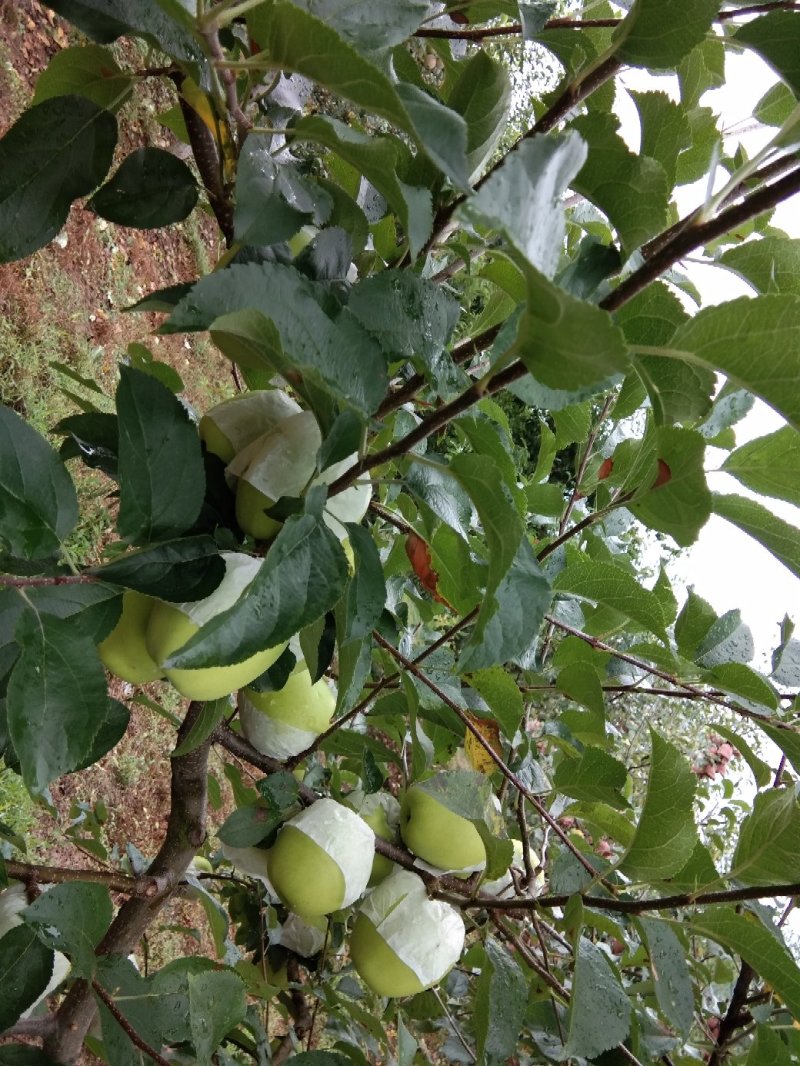 汉源青苹果自产自销欢迎选购