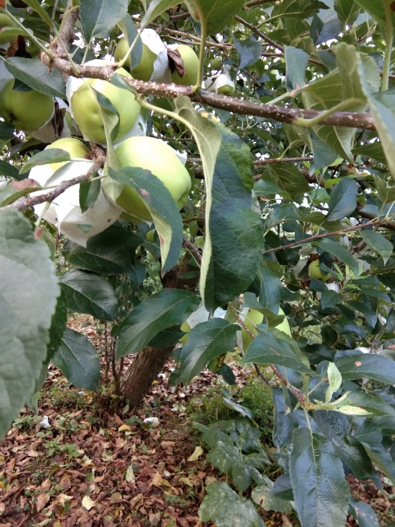 汉源青苹果自产自销欢迎选购
