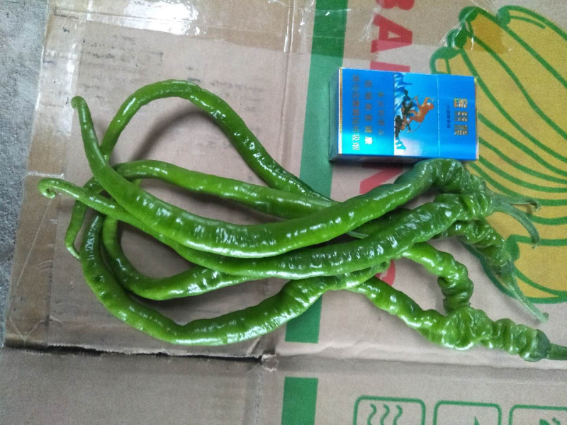 鲜辣椒，陕西万亩大棚辣椒，9月初上市，持续3个月