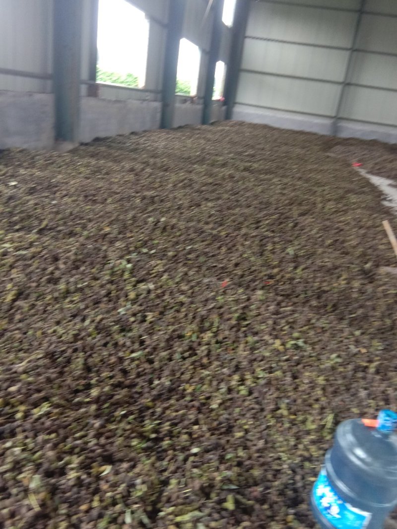 牡丹种子牡丹籽牡丹花菏泽牡丹花苗