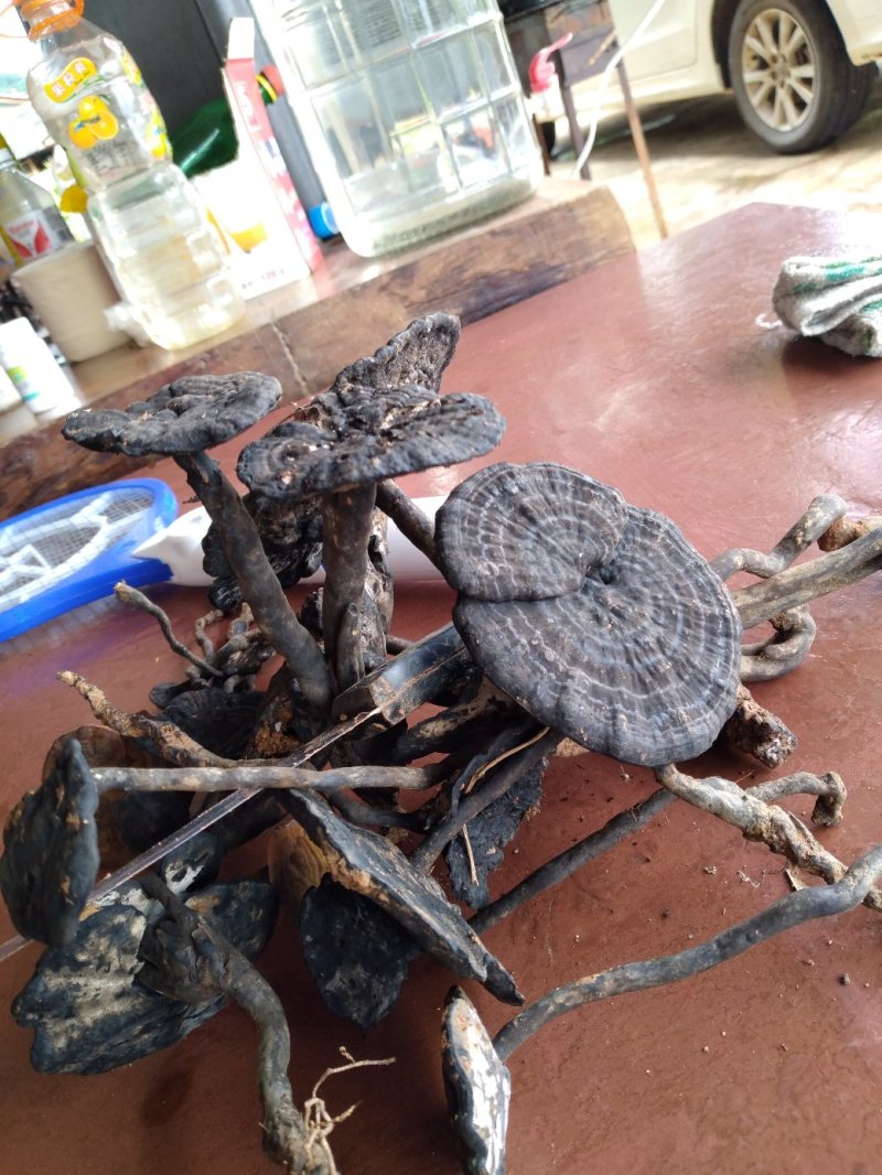 需要灵芝的老板联系。