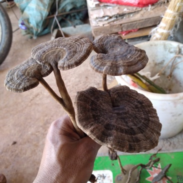 需要灵芝的老板联系。