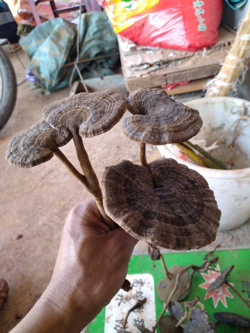 需要灵芝的老板联系。