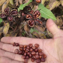 芍药种子（阴干）杂花赤芍籽育苗专用基地直发