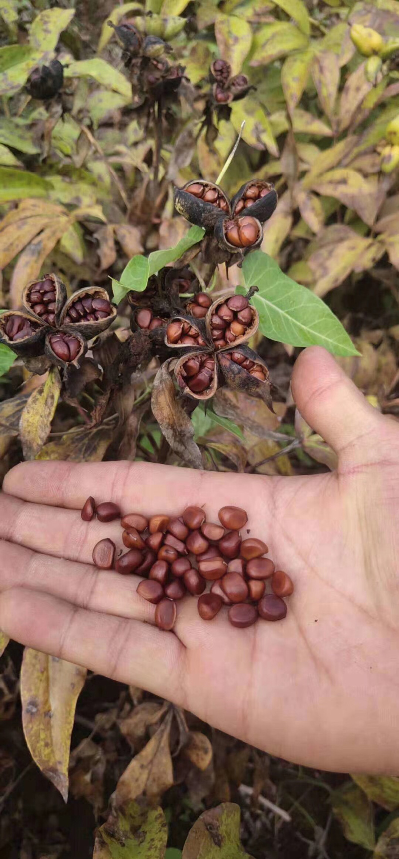 芍药种子（阴干），育苗专用基地直发量大从优