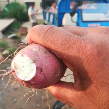 纯沙土地条形好无虫
