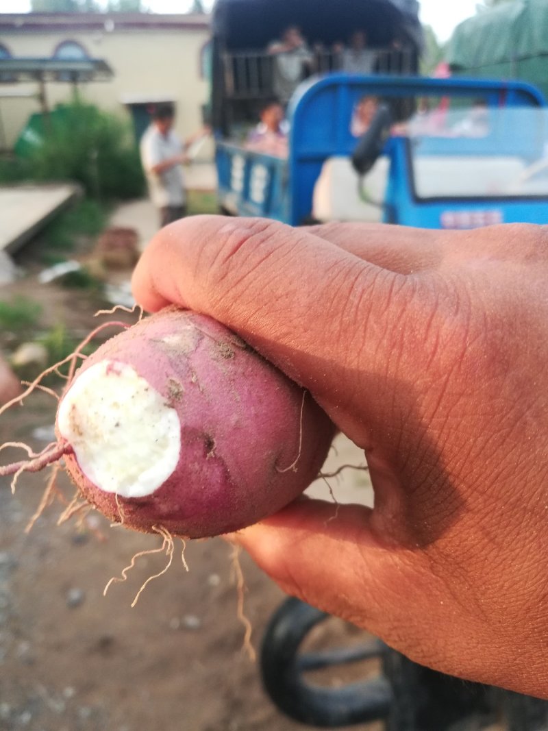 纯沙土地条形好无虫