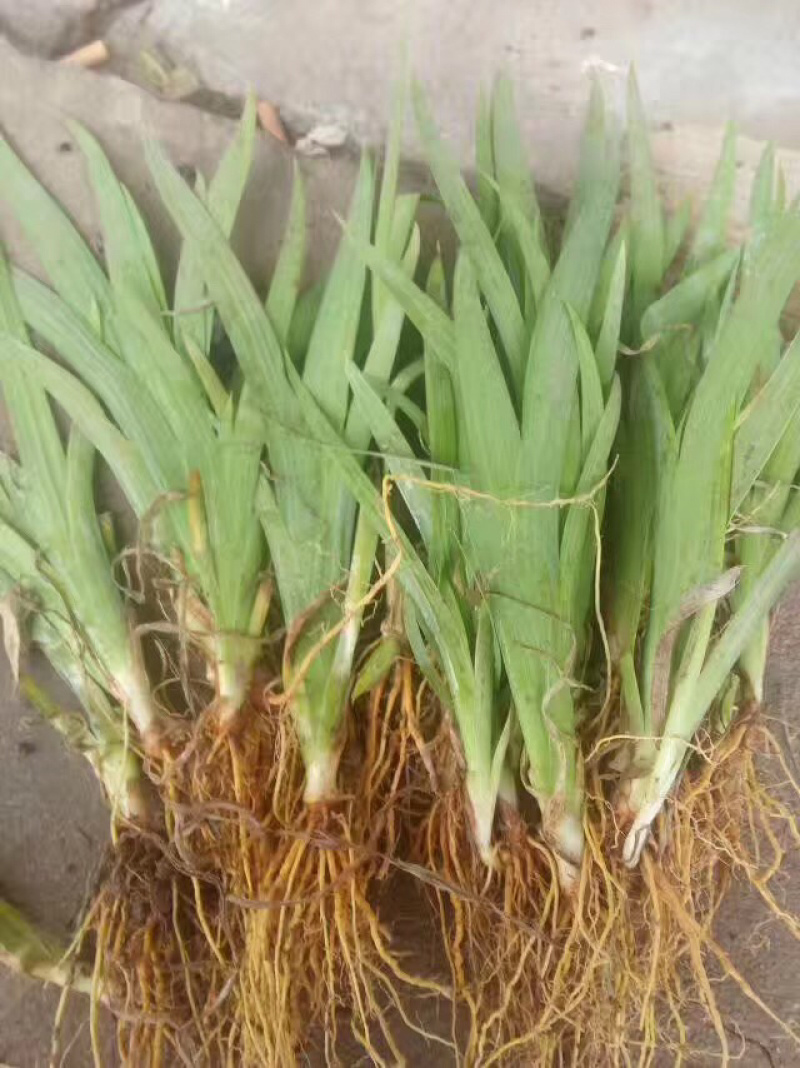 观赏药用射干苗，批发各种规格的大中小苗全国批发