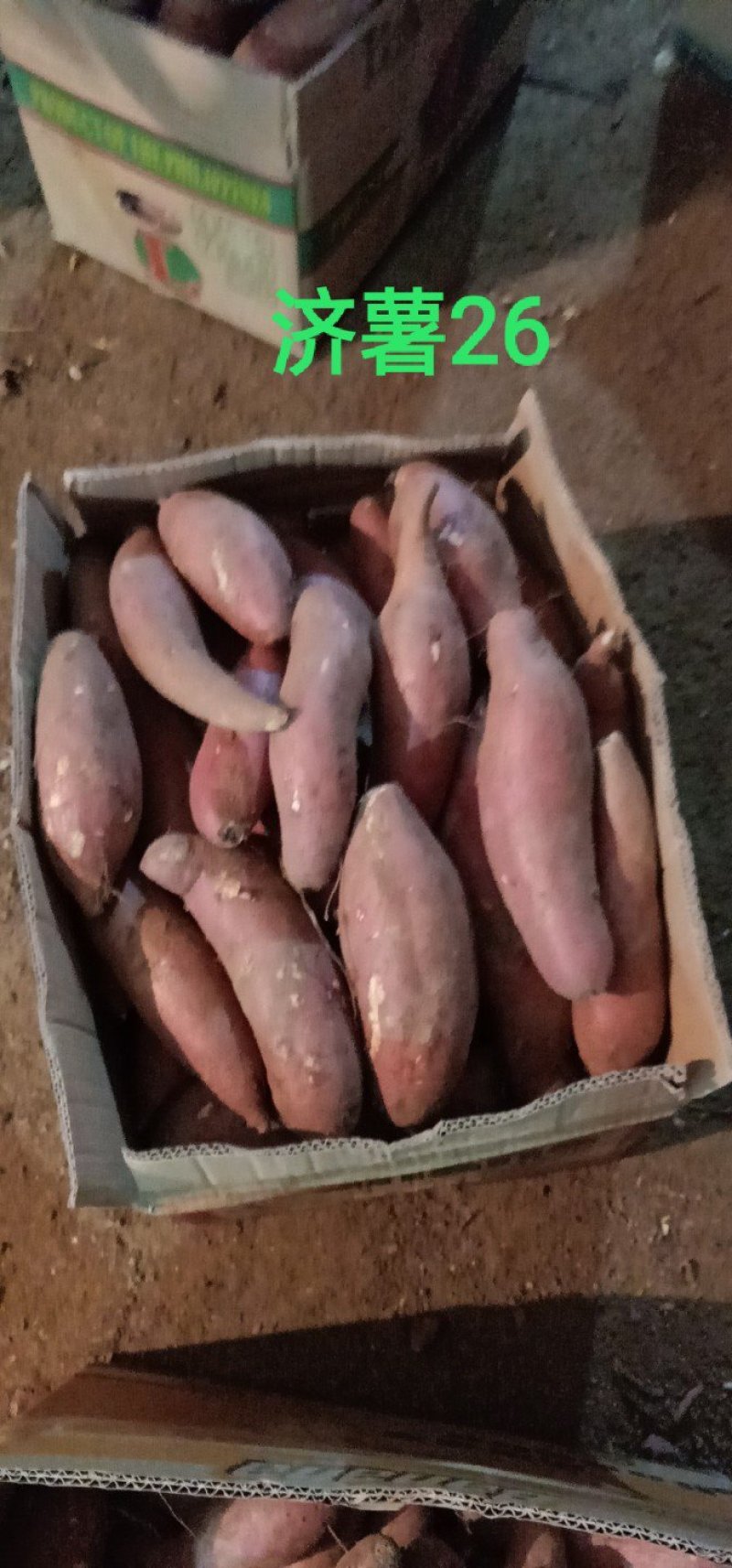 产地直发每天30万斤精品济薯26红皮黄心