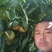 锦绣黄桃热烈欢迎您